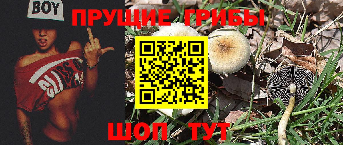 Галлюциногенные грибы мицелий  Вход с VPN  Псилоцибиновые грибы Cubensis  Волоколамск 